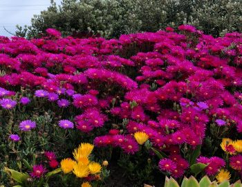 image_picker_CDAE9F6F-17EB-4864-BCE4-091D04ABE774-4406-0000E07012834626