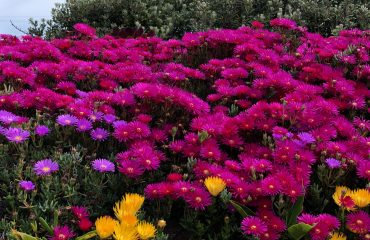 image_picker_CDAE9F6F-17EB-4864-BCE4-091D04ABE774-4406-0000E07012834626